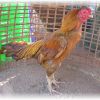 สายพันธุ์ไก่ชน นกแดงหางแดง
