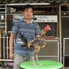 เลี้ยงไก่ชน ยามว่างหลังเลิกงาน อาชีพเสริมสร้างรายได้และความสุข