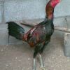การรักษาไก่หน้าซีด