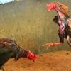 เทคนิคเลี้ยงไก่เก่ง ข้อห้าม ไก่ชนที่ไม่ควรเอาออกมาชนเด็ดขาด