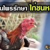 แนะนำการเลี้ยงไก่ เมื่อไก่ชนมีอาการหอบจัดหลังการชนในสังเวียน