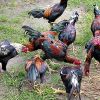 แนะนำไก่ชนลูกผสมพม่าที่มาแรง นิยมซื้อขายไก่ชน ลูกผสมพม่าไทย