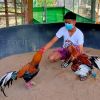“น้องปุณ” นักเรียนชั้น ม.4 ผู้หลงรักไก่ชน