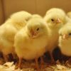 การนำลูกไก่ไปทำสายพันธุ์ การเลี้ยงธุรกิจไก่ชนนิยมสูง กำไรงาม