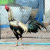 มารู้จักไก่พม่ากันครับ