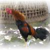 ขั้นตอนในการชนไก่