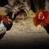 ไก่ชนตัวเก่งออกสู้รบจนบาดเจ็บแต่ไม่ได้นอนพักเอาแรงชน ทำไงดี!