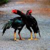 วิเคราะห์ เชิงไก่ชน(ความรู้เรื่องไก่ชน )