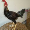 ทางลัดสำหรับการเพาะไก่ให้เก่งเลยจะทำอย่างไร..