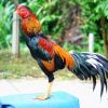 โรคไก่และการป้องกัน