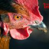 ไก่ผิดอากาศ คืออะไร ทำไมจึงเกิดขึ้นได้ พร้อมวิธีการรักษา