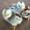 การฟักลูกไก่