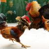 ประโยชน์ของการกราดแดดไก่ชน เพิ่มความแข็งแรงในการลงสังเวียน