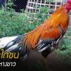 การดูลักษณะของไก่ชนเหลืองหางขาว
