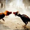 เลี้ยงไก่หนุ่มยังไงให้แข็งแรง