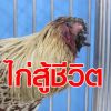 เปิดที่มา ไก่ชนไร้หัว 