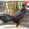 สายพันธุ์ไก่ชน ประดู่หางดำ