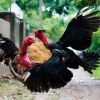 การโหนคอไก่ชน