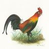 เหตุใดต้องเลี้ยงไก่ชน