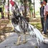 3 ลักษณะไก่นาคราช ไก่ชนเงินล้าน