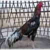 สายพันธุ์ไก่ชน เขียวเลาหางขาว