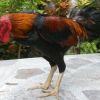  ไก่พม่าอนาคตจะเป็นอย่างไร ควรพัฒนาไปในทิศทางไหน..