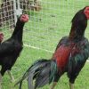 ไก่ชน ไก่เชิง