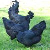 ไก่สายพันธุ์ “Ayam Cemani” ไก่ดำจากอินโดนีเซีย !