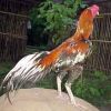วิธีดูลักษณะไก่ชน