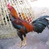 7 เทคนิคการดูสกุลไก่พม่า