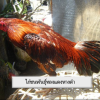 ไก่ชนพันธุ์ทองแดงหางดำ