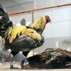 เล่นพนันไก่ชน การชนไก่กีฬาไทยปัจจุบัน กว่าจะมาเป็นกีฬาไก่ชน
