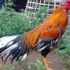 ไก่ชนตามตำราพระนเรศวร เลี้ยงประดับบารมี