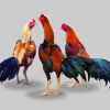 การส่งไก่ชนไทย ไปต่างประเทศ