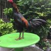 เลี้ยงไก่ชน ยามว่างหลังเลิกงาน อาชีพเสริมสร้างรายได้และความสุข