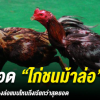 สาระความรู้ สุดยอดไก่พม่าม้าล่อ ต้องวิ่งล่อแบบไหนถึงเรียกว่าเก่งจริง