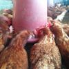 อาหารไก่พื้นบ้าน