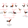 ประวัติ และสายพันธุ์ไก่ชนไทย มีอะไรบ้าง