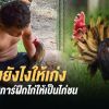 ขั้นตอนการฝึกไก่ให้เป็นไก่ชน สำหรับมือใหม่