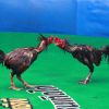 ไก่พม่ารำวง อายุ 3-7 เดือน เลี้ยงอย่างไรให้แข็งแรงตีหนัก