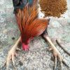 ไก่เป็นโรคลุกไม่ขึ้น ขาอ่อน นอนตะแคง รักษาให้หายขาดได้ แบบง่ายๆ