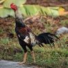 ลักษณะไก่ชน วิธีดูไก่ชนที่ดีต้องเป็นยังไง?
