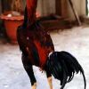 สายพันธุ์ไก่ชน นกกรดหางดำ