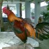 เซียนไก่ชน การดูแลอาการไก่ท้องผูก ไก้ขี้ต๊อก ไก่ขี้ไม่ออก