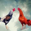 17 เคล็ดลับเด็ดๆ กับวิธีการเลี้ยงดูไก่ชนให้แกร่งพร้อมชนะ