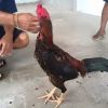 การเปรียบไก่ชนให้ได้เชิงตีเก่ง ได้เปรียบคู่ต่อสู้