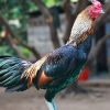 การให้น้ำไก่ชน