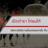 ตำรา ไก่ชนใต้ เชิงการตีมีความโดดเด่นอย่างไร ที่มาไก่ใต้พันธุ์ดุ