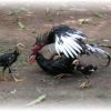 สายพันธุ์ไก่ชน เทาหางขาว