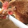 อาหารที่ดีสำหรับการเลี้ยงไก่ชน